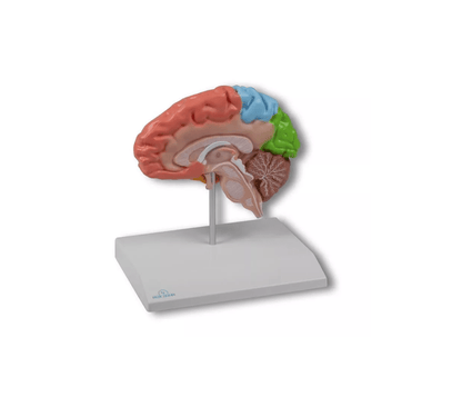 Gehirnmodell funktionell/regional, lebensgroß, 5 - teilig - Erler - Zimmer