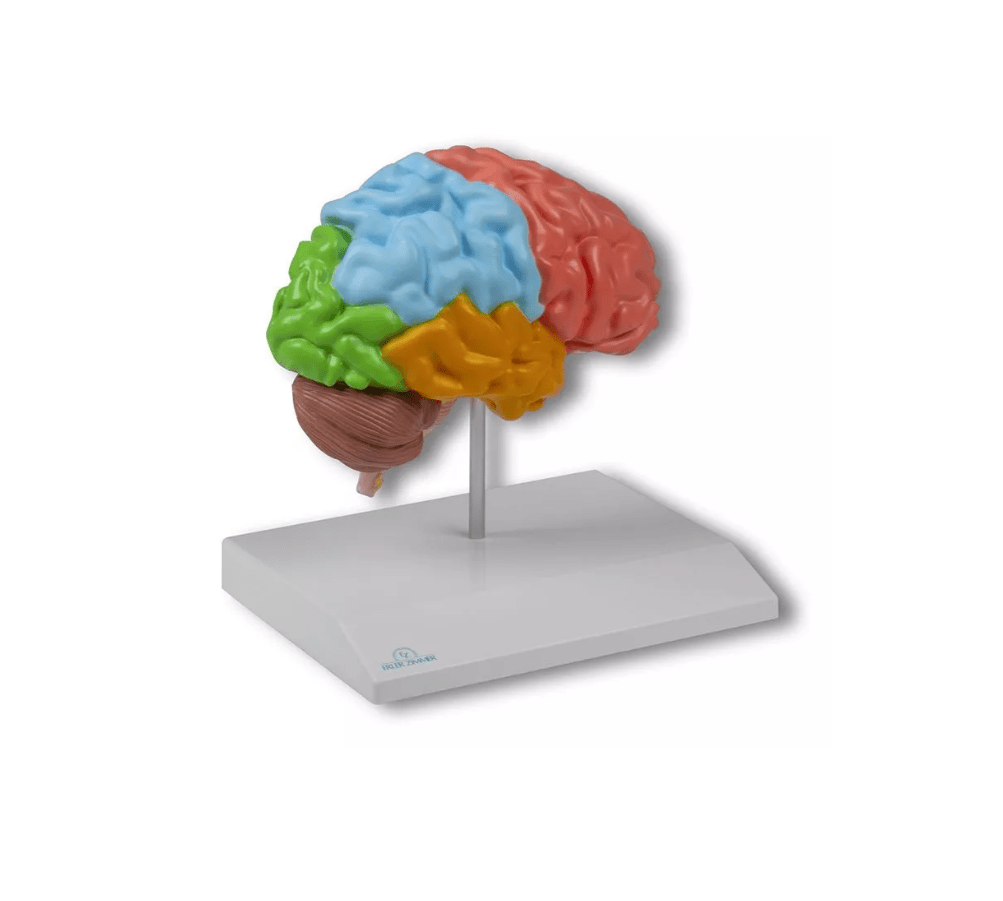 Gehirnmodell funktionell/regional, lebensgroß, 5 - teilig - Erler - Zimmer