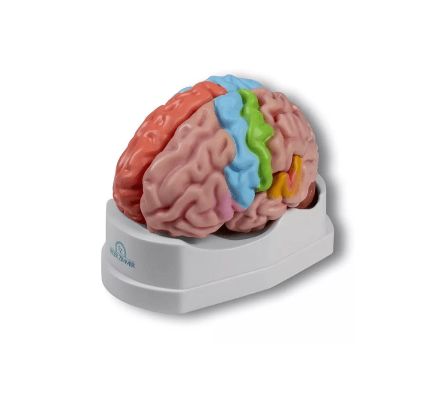 Gehirnmodell funktionell/regional, lebensgroß, 5 - teilig - Erler - Zimmer
