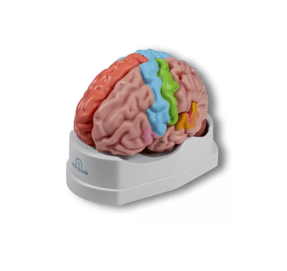 Gehirnmodell funktionell/regional, lebensgroß, 5 - teilig - Erler - Zimmer