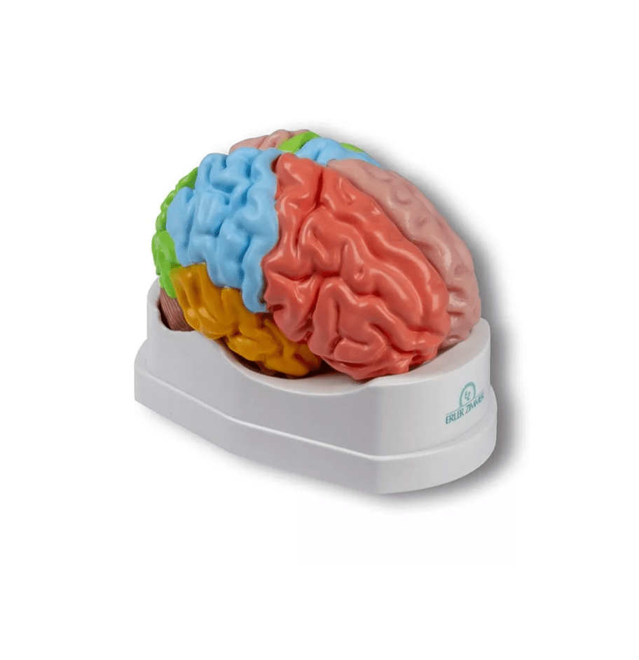 Gehirnmodell funktionell/regional, lebensgroß, 5 - teilig - Erler - Zimmer