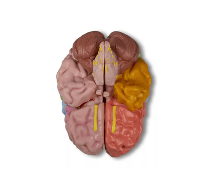 Gehirnmodell funktionell/regional, lebensgroß, 5 - teilig - Erler - Zimmer