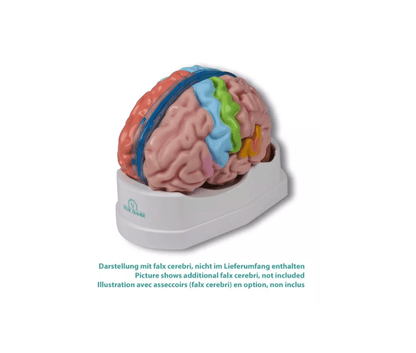 Gehirnmodell funktionell/regional, lebensgroß, 5 - teilig - Erler - Zimmer