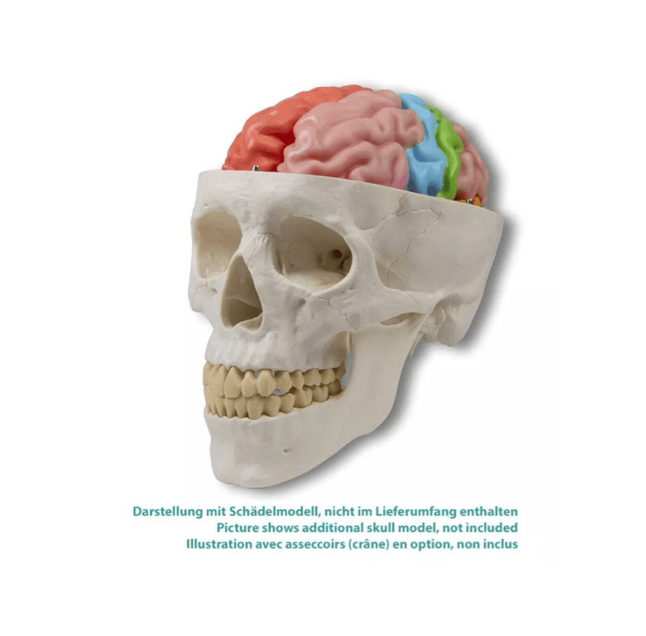 Gehirnmodell funktionell/regional, lebensgroß, 5 - teilig - Erler - Zimmer