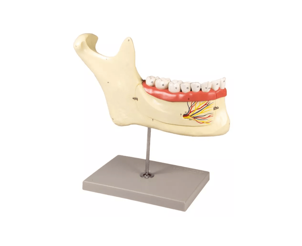 Unterkiefer, 6 Teile - Erler - Zimmer