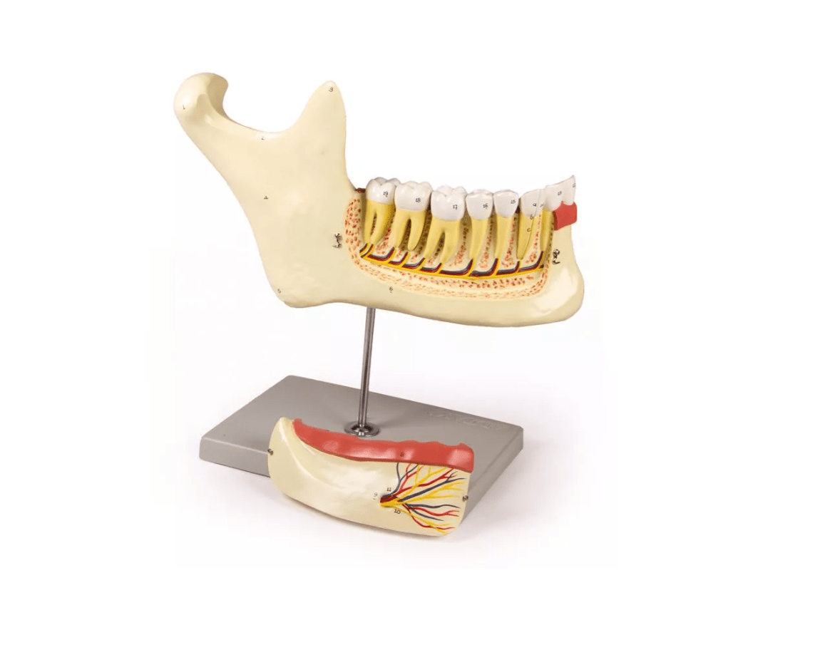 Unterkiefer, 6 Teile - Erler - Zimmer