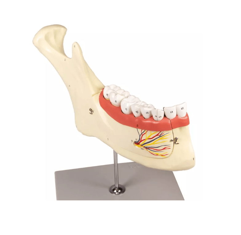 Unterkiefer, 6 Teile - Erler - Zimmer