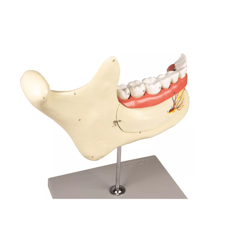 Unterkiefer, 6 Teile - Erler - Zimmer