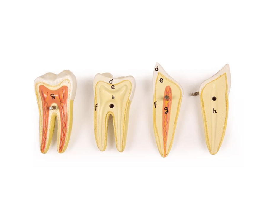 Unterkiefer, 6 Teile - Erler - Zimmer