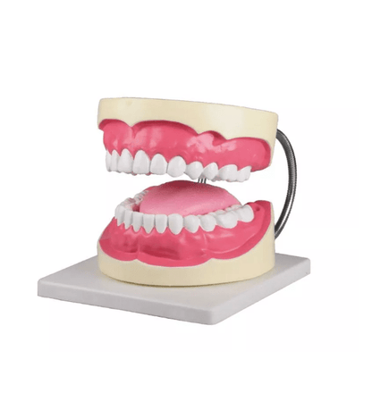 Zahnpflegemodell, 3 - fache Größe - Erler - Zimmer