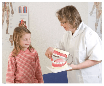 Zahnpflegemodell, 3 - fache Größe - Erler - Zimmer