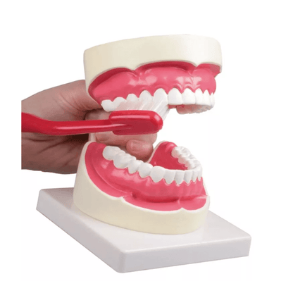 Zahnpflegemodell – 1,5 - fache Größe - Erler - Zimmer