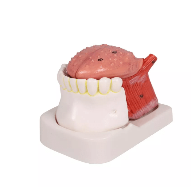 Zungen - und Zahnmodell, lebensgroß, 4 - teilig - Erler - Zimmer