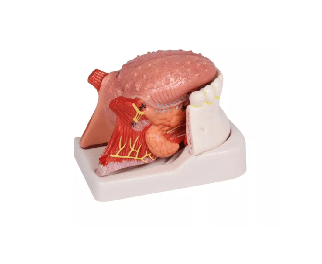 Zungen - und Zahnmodell, lebensgroß, 4 - teilig - Erler - Zimmer