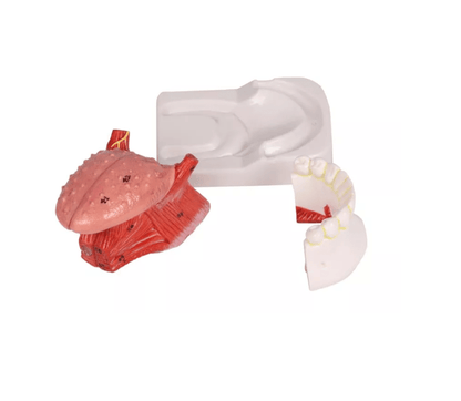 Zungen - und Zahnmodell, lebensgroß, 4 - teilig - Erler - Zimmer