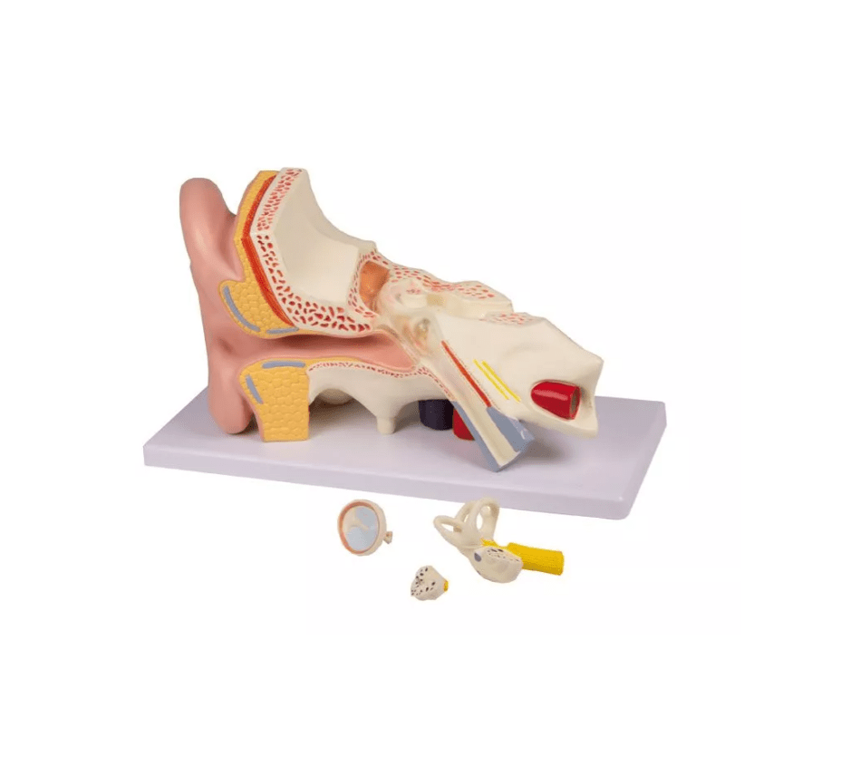 Ohrmodell, 3 - fache Größe, 4 Teile - Erler - Zimmer