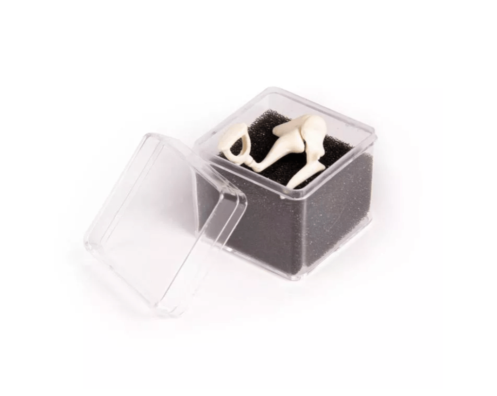 Gehörknöchelchen, 3fache Lebensgröße - Erler - Zimmer