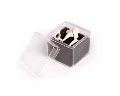 Gehörknöchelchen, 3fache Lebensgröße - Erler - Zimmer