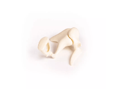 Gehörknöchelchen, 3fache Lebensgröße - Erler - Zimmer