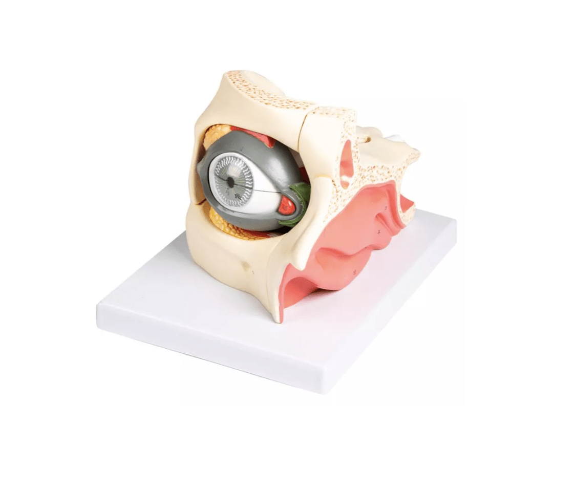 Auge mit Augenhöhle und Augenlid - Erler - Zimmer