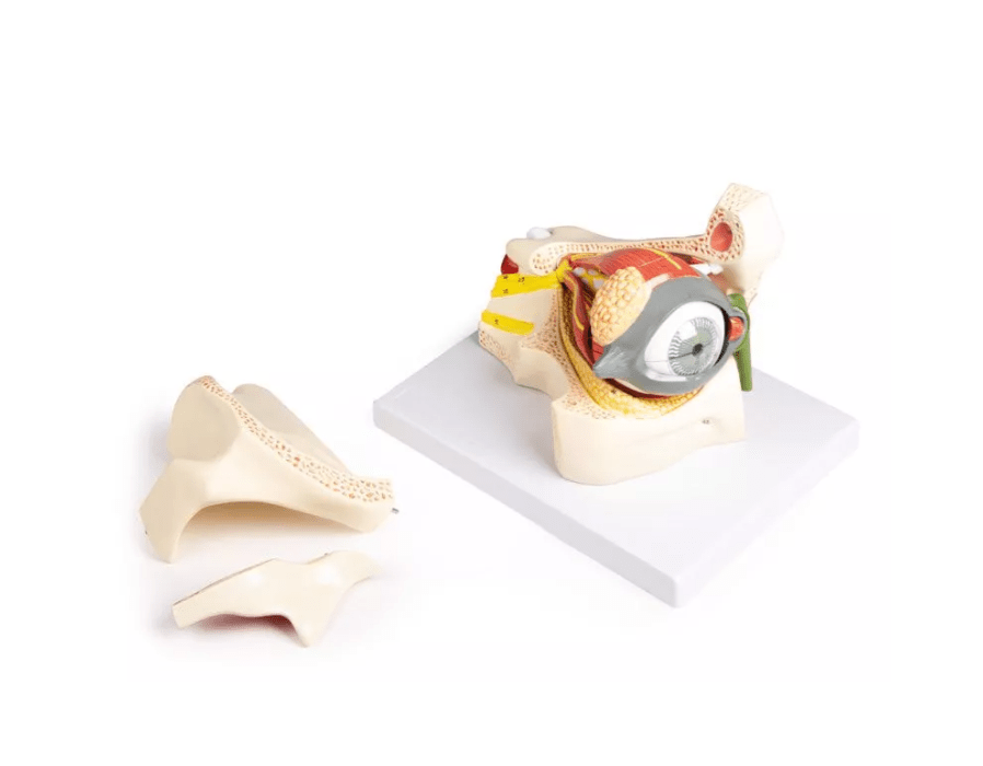 Auge mit Augenhöhle und Augenlid - Erler - Zimmer