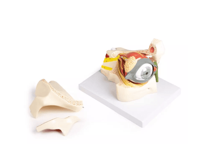 Auge mit Augenhöhle und Augenlid - Erler - Zimmer