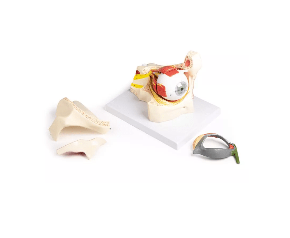 Auge mit Augenhöhle und Augenlid - Erler - Zimmer