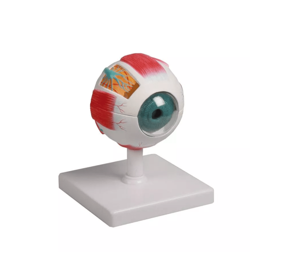 Augenmodell, 4 - fache Größe, 6 - teilig - Erler - Zimmer