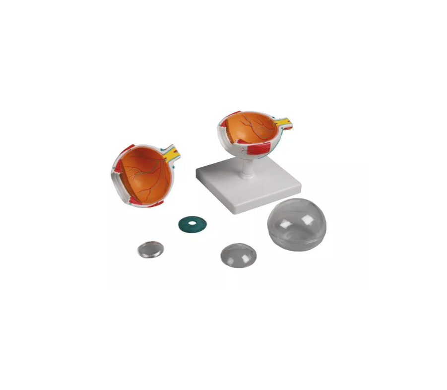 Augenmodell, 4 - fache Größe, 6 - teilig - Erler - Zimmer