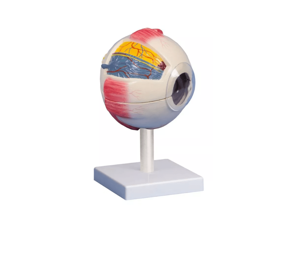 Auge, 6 - fache Größe, 6 - teilig - Erler - Zimmer