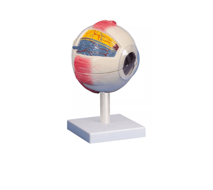 Auge, 6 - fache Größe, 6 - teilig - Erler - Zimmer