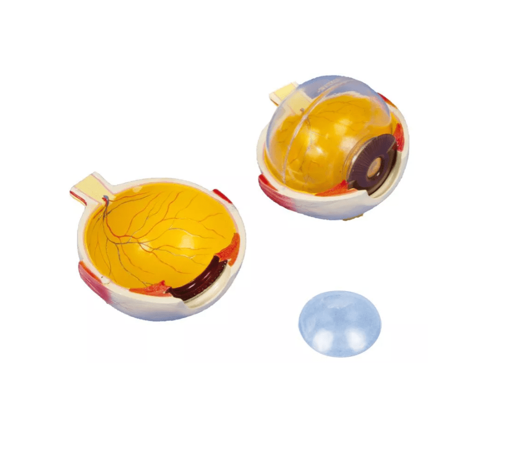 Auge, 6 - fache Größe, 6 - teilig - Erler - Zimmer