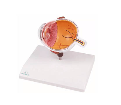 Augenhälfte vergrößert - Erler - Zimmer