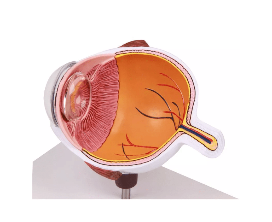 Augenhälfte vergrößert - Erler - Zimmer