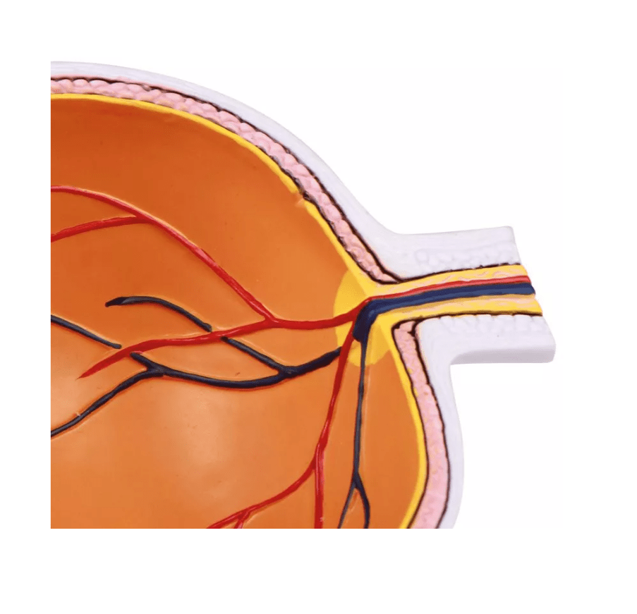 Augenhälfte vergrößert - Erler - Zimmer