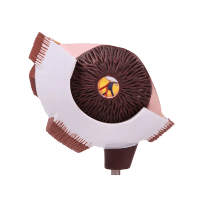 Augenhälfte vergrößert - Erler - Zimmer