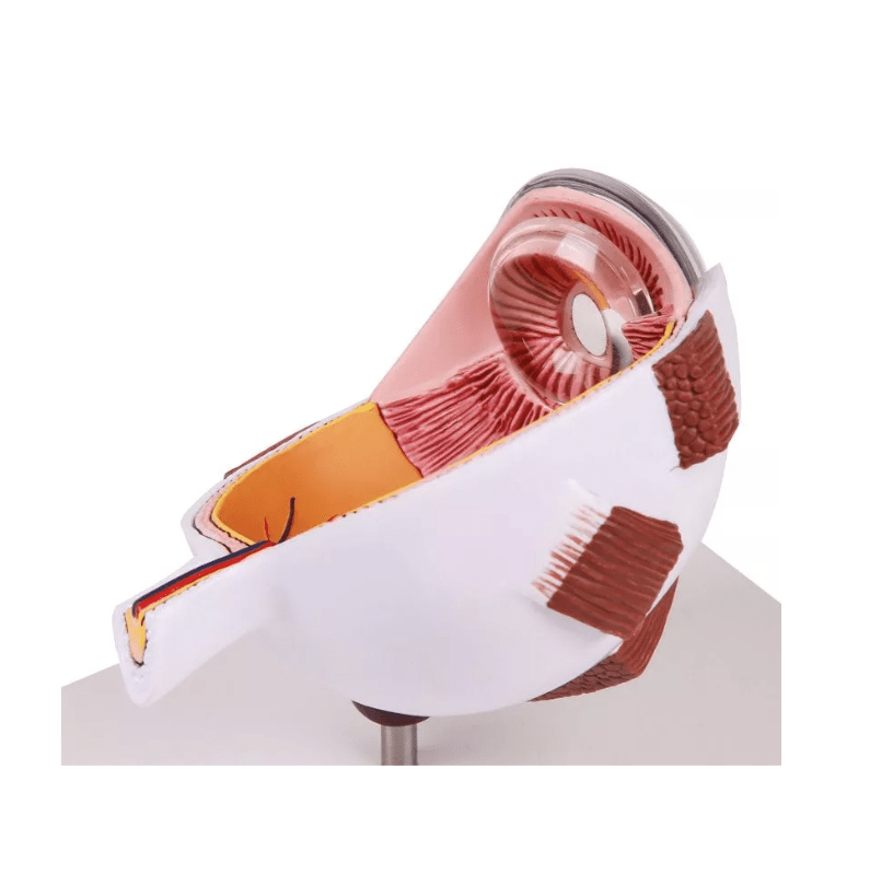 Augenhälfte vergrößert - Erler - Zimmer