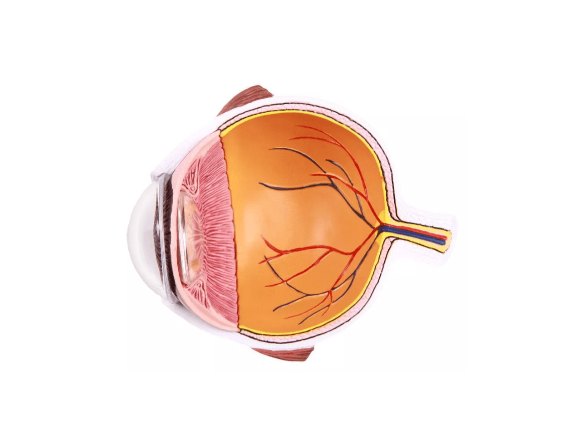 Augenhälfte vergrößert - Erler - Zimmer