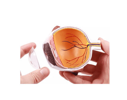 Augenhälfte vergrößert - Erler - Zimmer