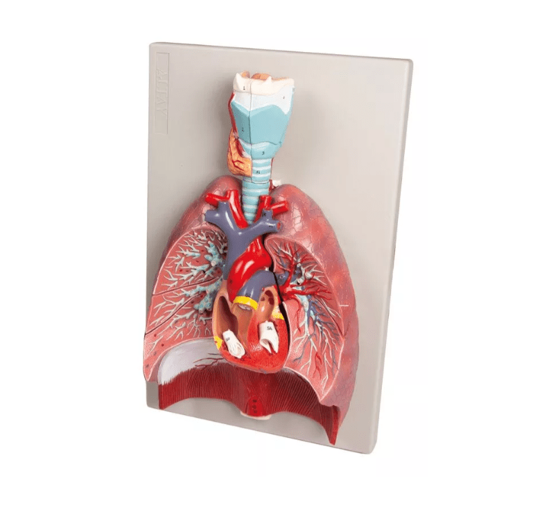 Lunge, Herz und Kehlkopf, 7 Teile - Erler - Zimmer