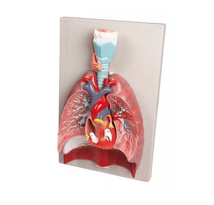 Lunge, Herz und Kehlkopf, 7 Teile - Erler - Zimmer