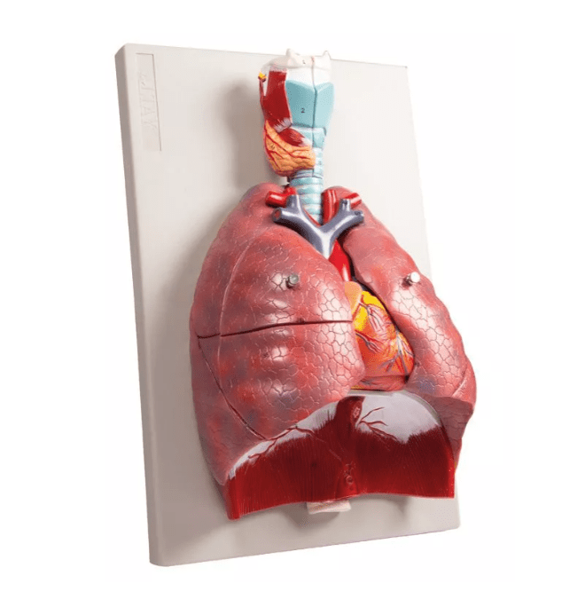 Lunge, Herz und Kehlkopf, 7 Teile - Erler - Zimmer