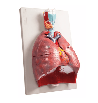 Lunge, Herz und Kehlkopf, 7 Teile - Erler - Zimmer