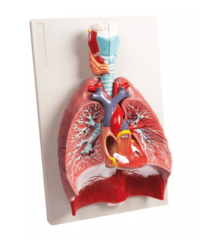 Lunge, Herz und Kehlkopf, 7 Teile - Erler - Zimmer