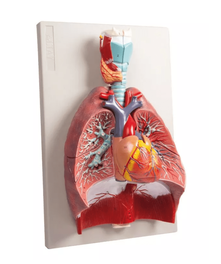 Lunge, Herz und Kehlkopf, 7 Teile - Erler - Zimmer