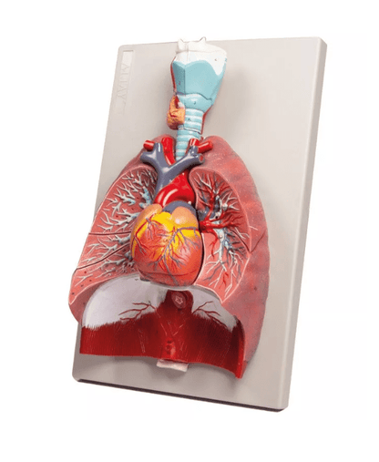 Lunge, Herz und Kehlkopf, 7 Teile - Erler - Zimmer