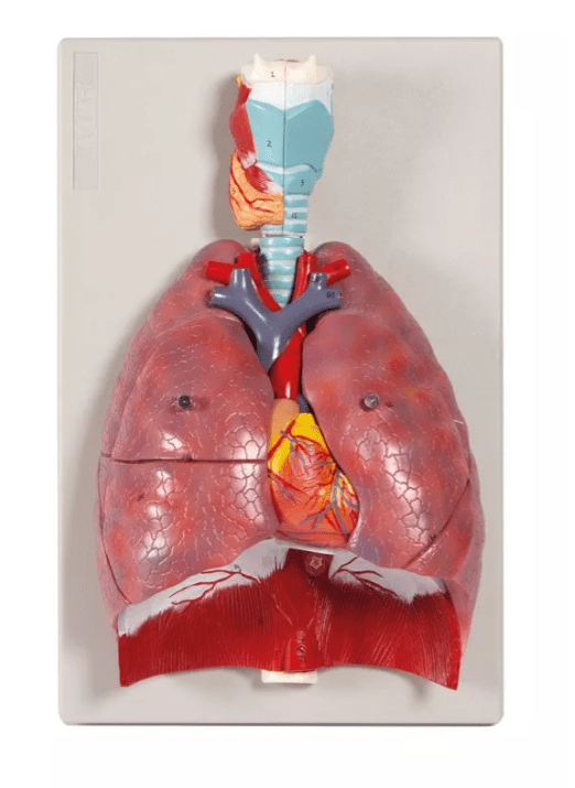 Lunge, Herz und Kehlkopf, 7 Teile - Erler - Zimmer