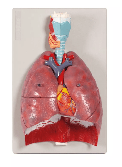 Lunge, Herz und Kehlkopf, 7 Teile - Erler - Zimmer
