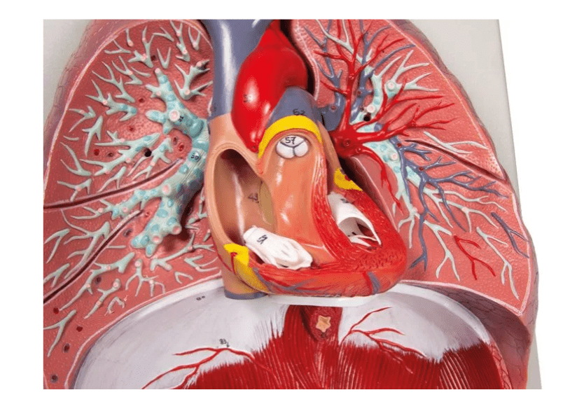 Lunge, Herz und Kehlkopf, 7 Teile - Erler - Zimmer