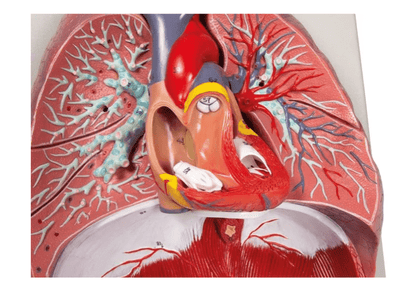Lunge, Herz und Kehlkopf, 7 Teile - Erler - Zimmer